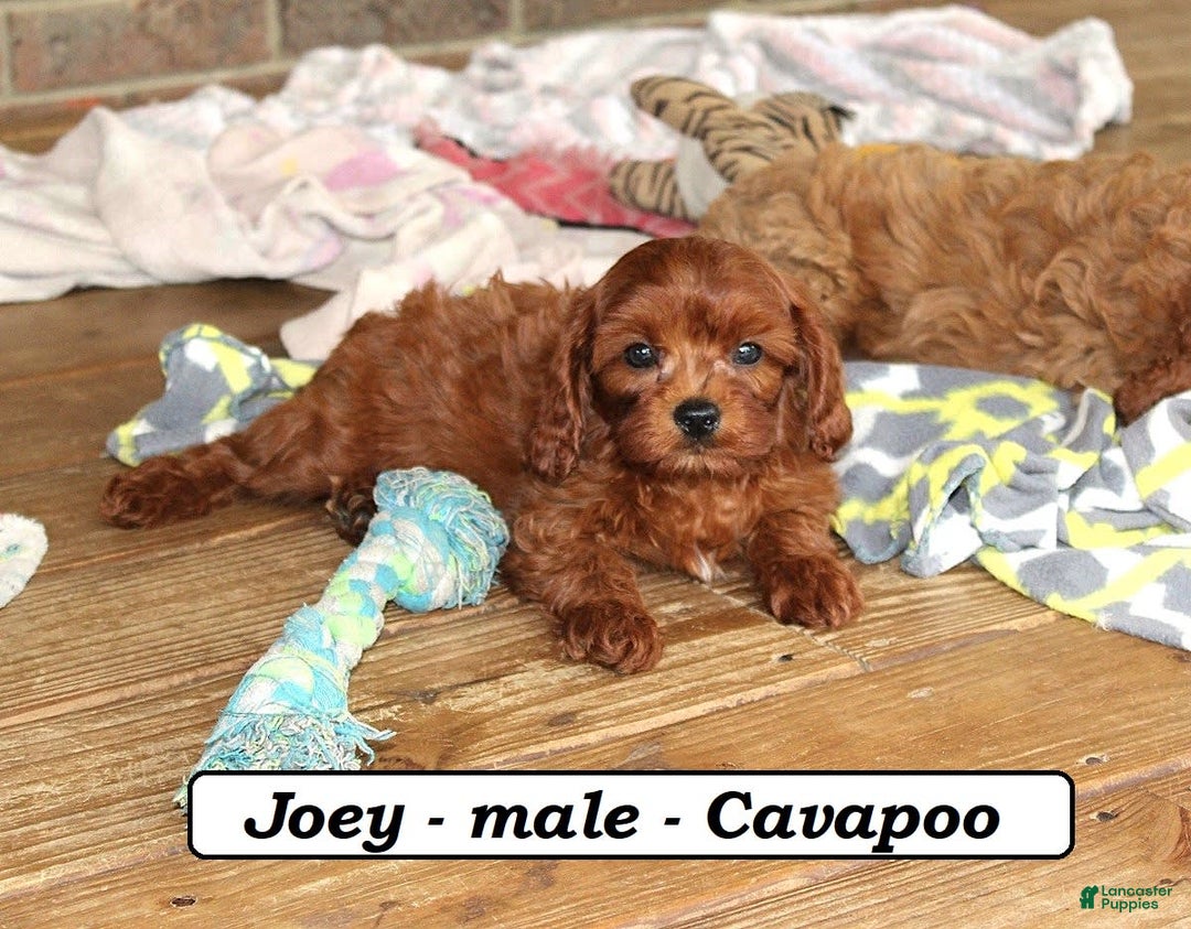 Cavapoo dogs for sale: Joey - Image 5
