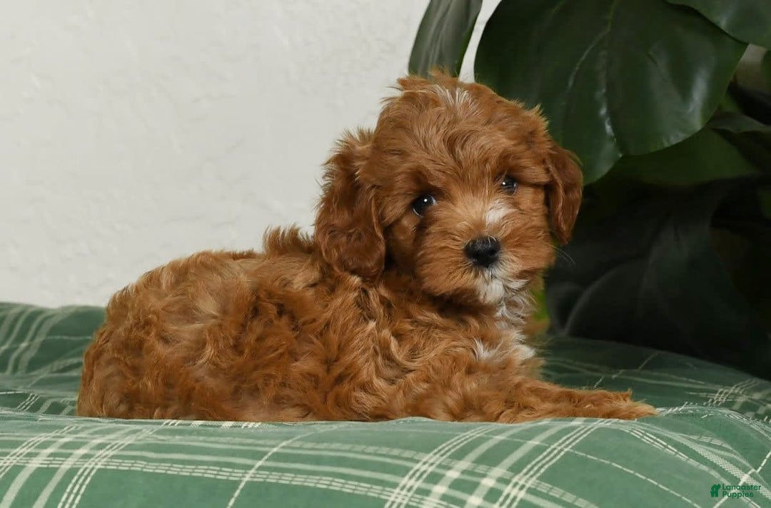 Cavapoo dogs for sale: Rocky - Image 7