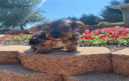 Yorkshire Terrier dogs for sale: Dallas - Image 3