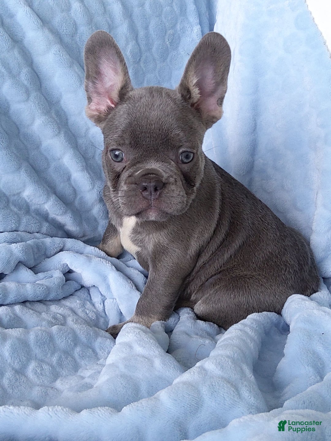 French Bulldog dogs for sale: Chase - Image 1