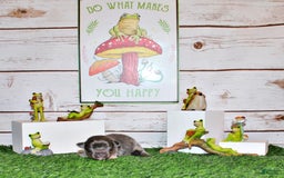 Chihuahua dogs for sale: Yesenia - Image 3