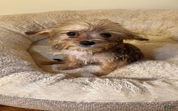 Yorkiepoo dogs for sale: Jaxx - Image 1