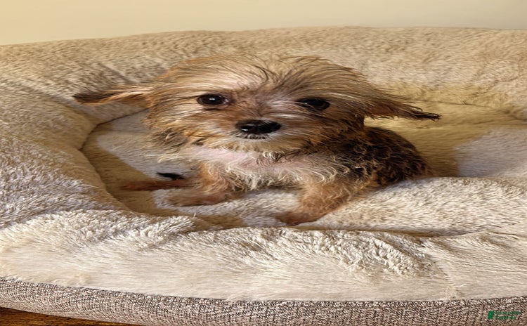 Yorkiepoo dogs for sale - Ad 5