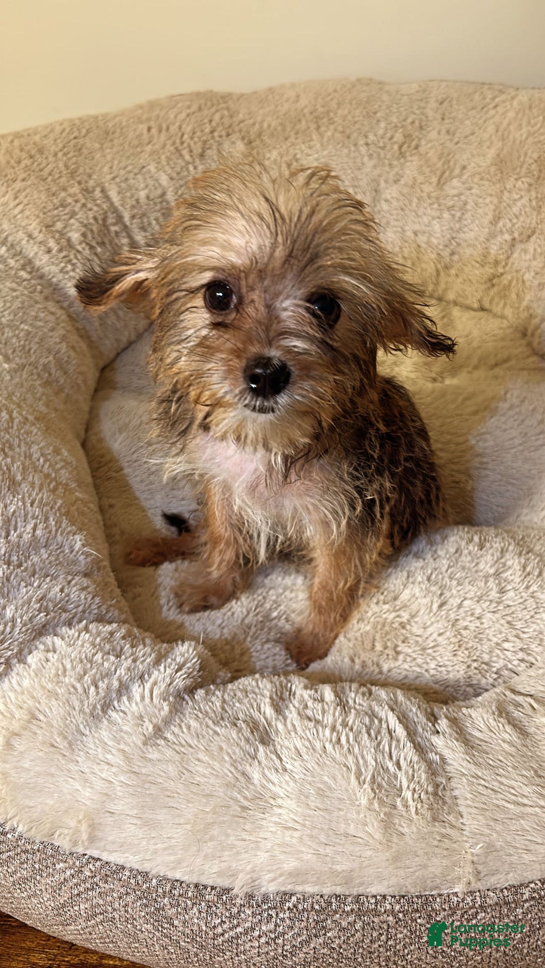 Yorkiepoo dogs for sale: Jaxx - Image 1