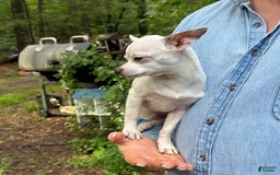 Chihuahua dogs for sale: Lancelot - Image 12