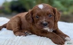 Cavapoo dogs for sale: Lincoln - Image 13