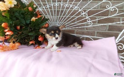 Welsh Corgi Pembroke dogs for sale: Chelsea - Image 4