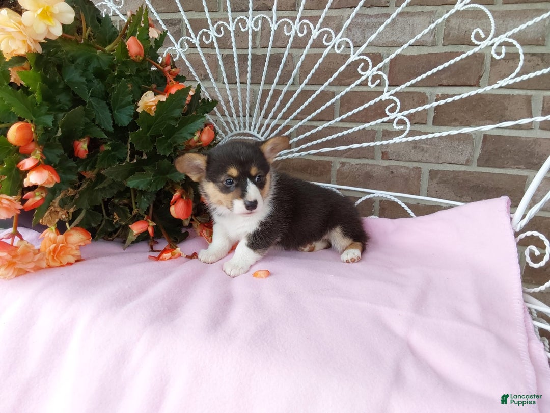 Welsh Corgi Pembroke dogs for sale: Chelsea - Image 4