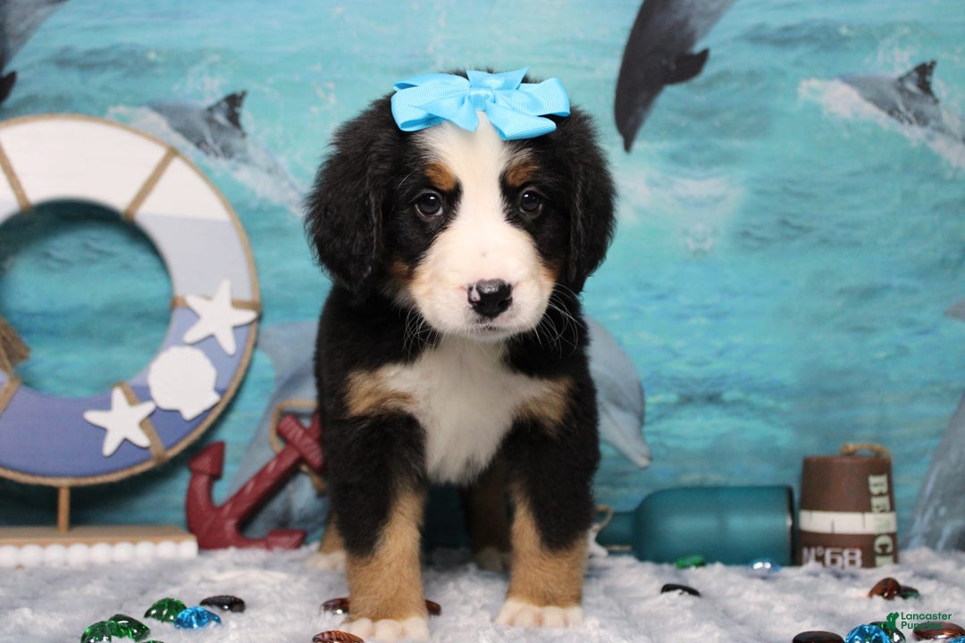 Bernese Mountain Dog dogs for sale: Pebbles - Image 33