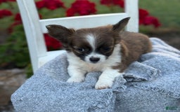 Chihuahua dogs for sale: Seraphina - Image 6