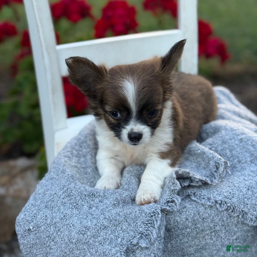 Chihuahua dogs for sale: Seraphina - Image 6
