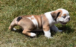 English Bulldog dogs for sale: PAUL - Image 4