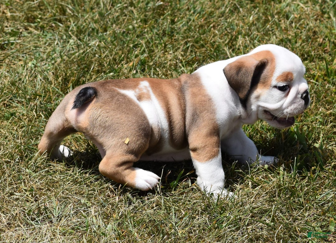 English Bulldog dogs for sale: PAUL - Image 4