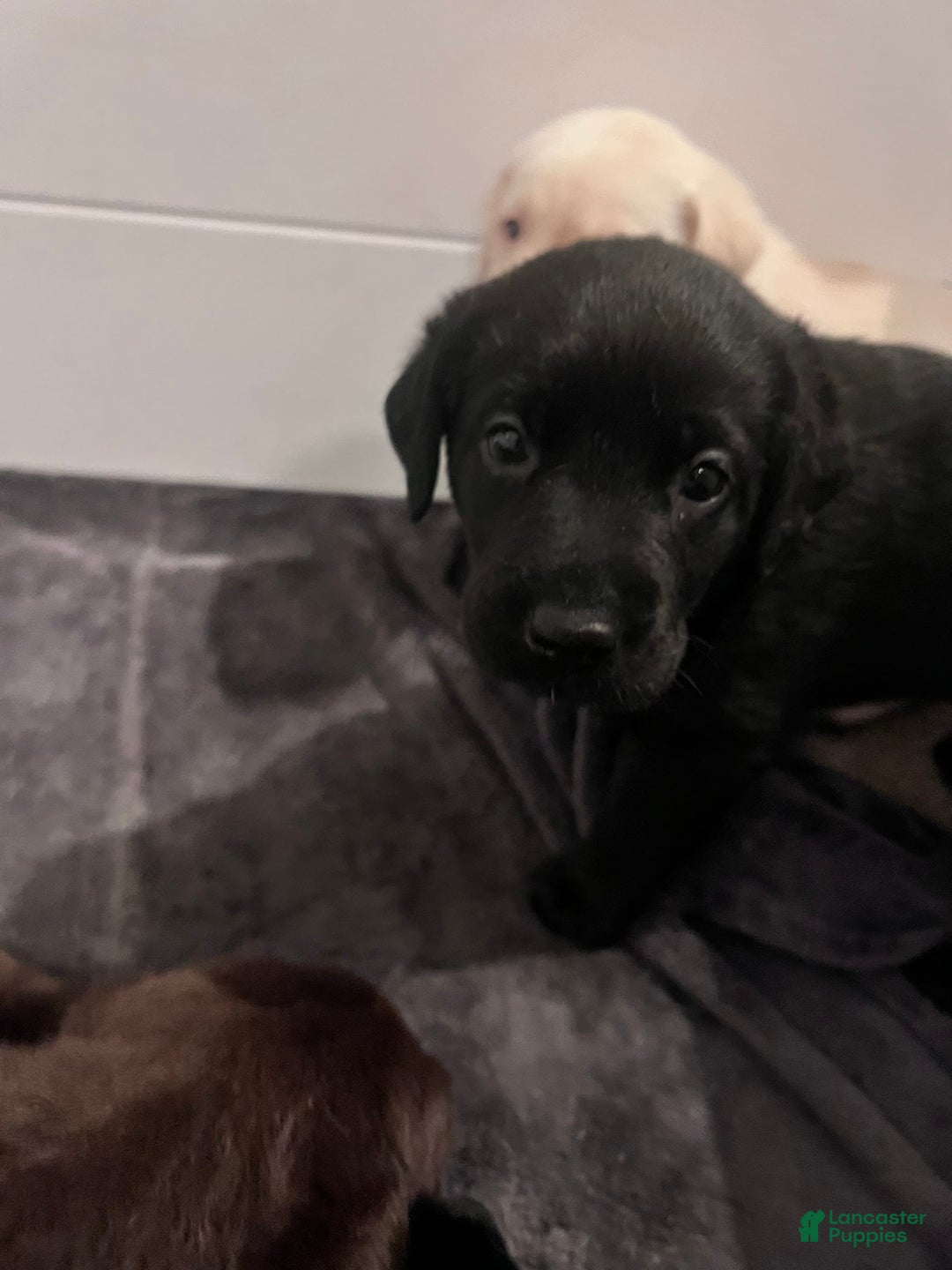 Labrador Retriever dogs for sale: Pepper - Image 3