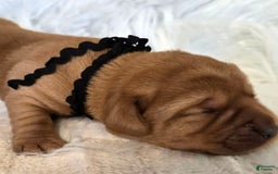 Labrador Retriever dogs for sale: Black Collar Girl - Image 2