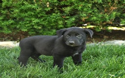 Belgian Malinois dogs for sale: Lincoln - Image 4