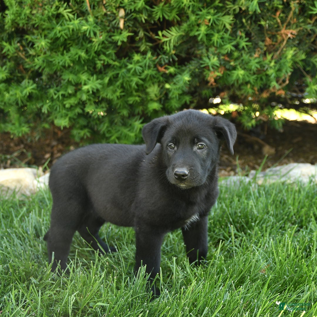 Belgian Malinois dogs for sale: Lincoln - Image 4