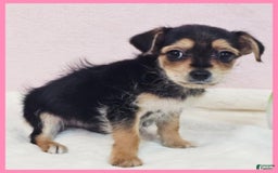 Morkie dogs for sale: Ian - Image 2