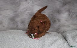 Mini Goldendoodle dogs for sale: Cinnamon - Image 12
