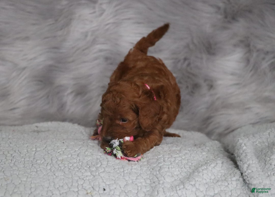 Mini Goldendoodle dogs for sale: Cinnamon - Image 12