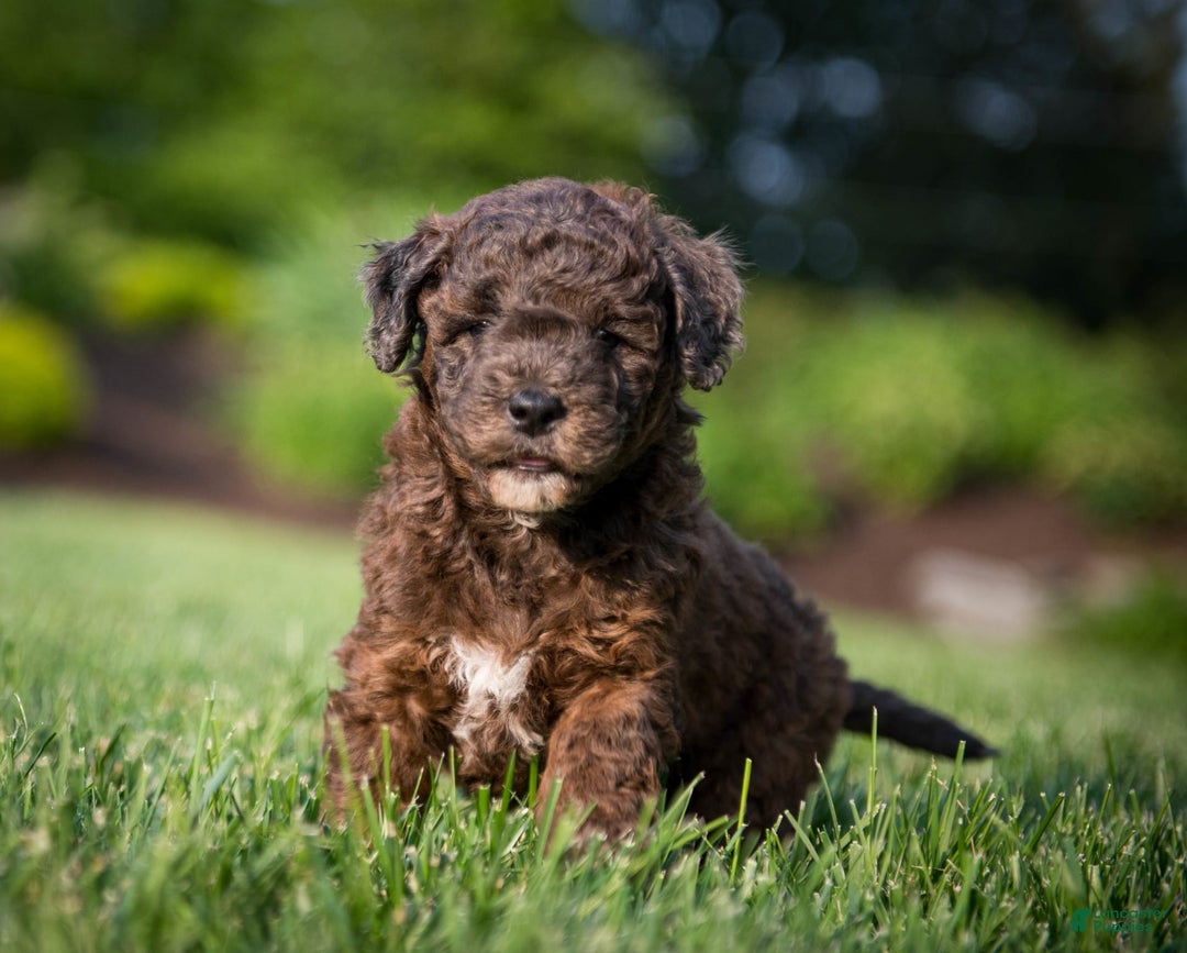 Goldendoodle dogs for sale: Janet - Image 2