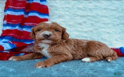 Mini Goldendoodle dogs for sale: Macy Mini F1b - Image 2