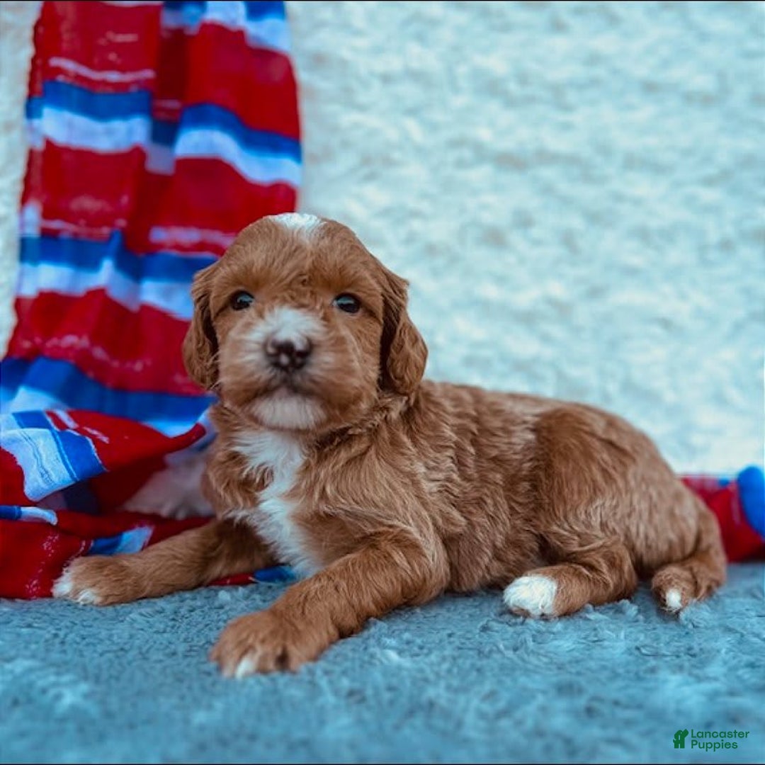 Mini Goldendoodle dogs for sale: Macy Mini F1b - Image 2