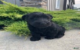 Scottish Terrier dogs for sale: Bernie - Image 6