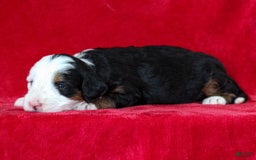 Mini Bernedoodle dogs for sale: Matilda - Image 5