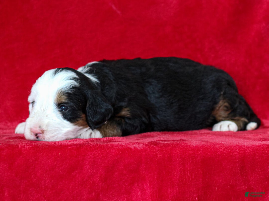 Mini Bernedoodle dogs for sale: Matilda - Image 5
