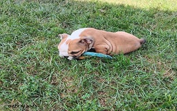 English Bulldog dogs for sale: Reba - Image 14