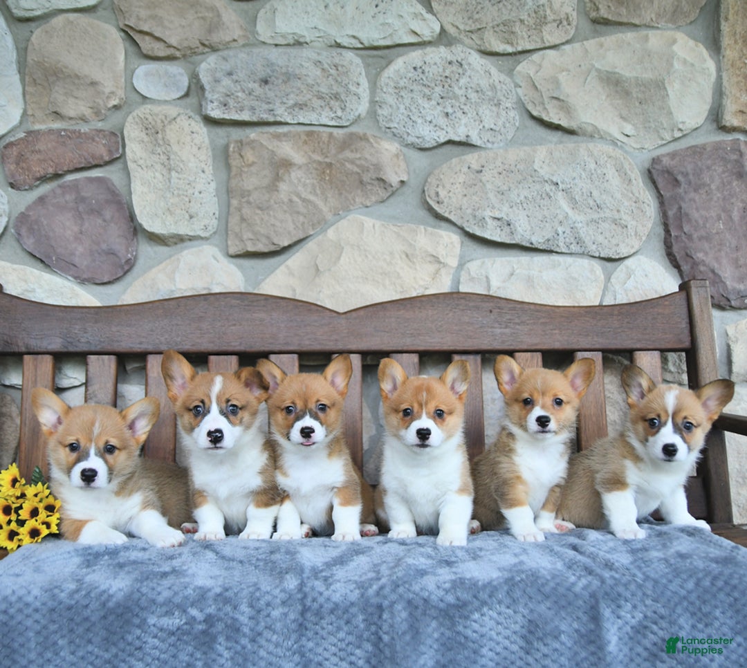 Welsh Corgi Pembroke dogs for sale: Brody - Image 1