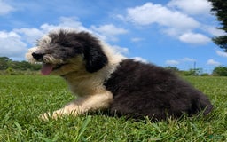 Old English Sheepdog dogs for sale: Flurry - Image 11