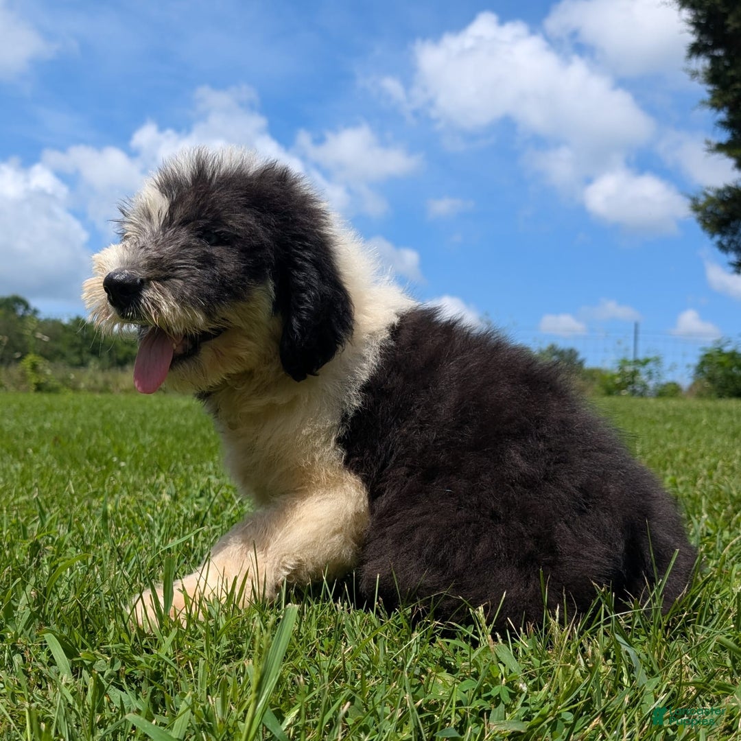 Old English Sheepdog dogs for sale: Flurry - Image 11