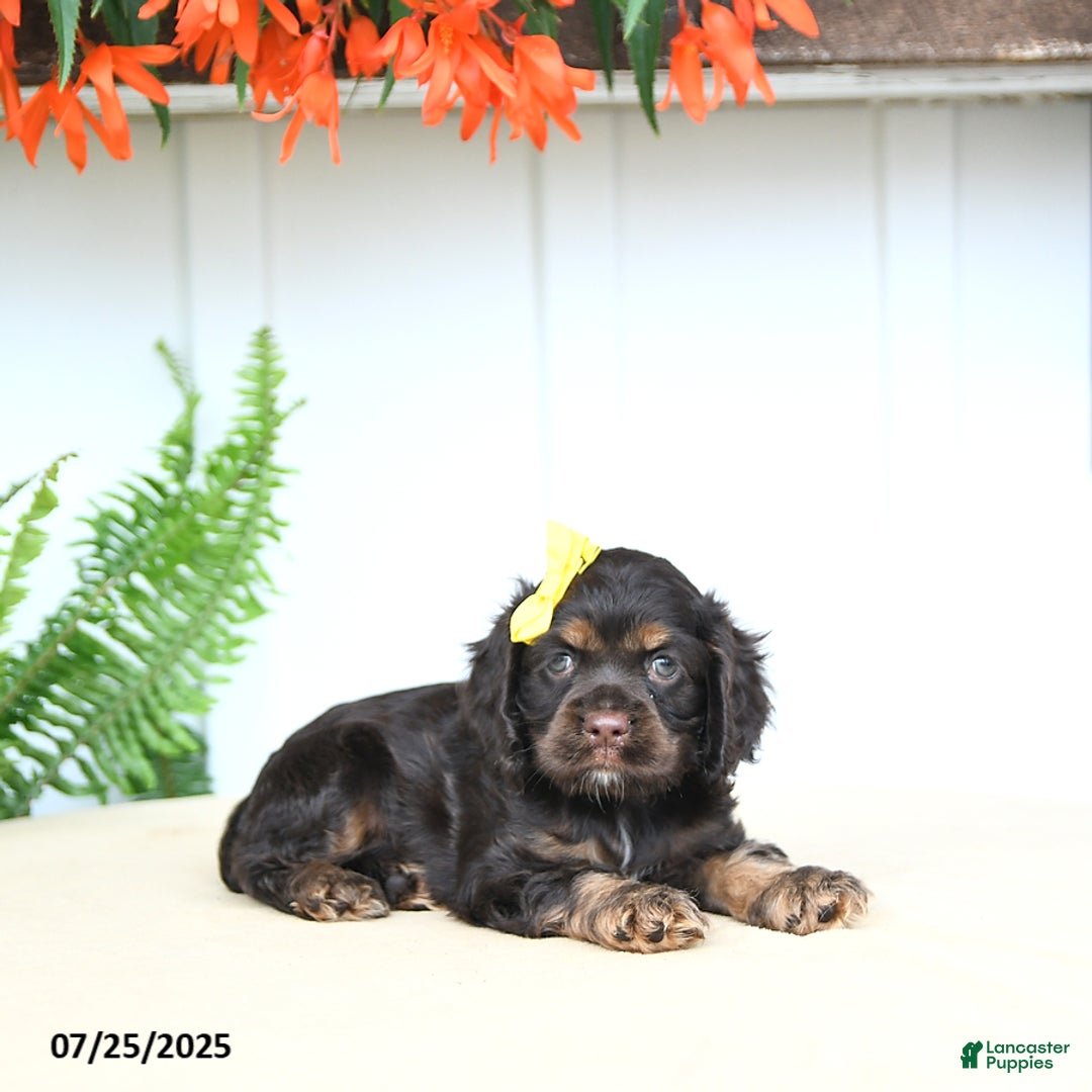 Cocker Spaniel dogs for sale: Nikki - Image 5