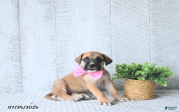 Great Dane dogs for sale: Ginger - Image 4
