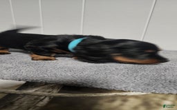 Miniature Dachshund dogs for sale: Bentley - Image 3