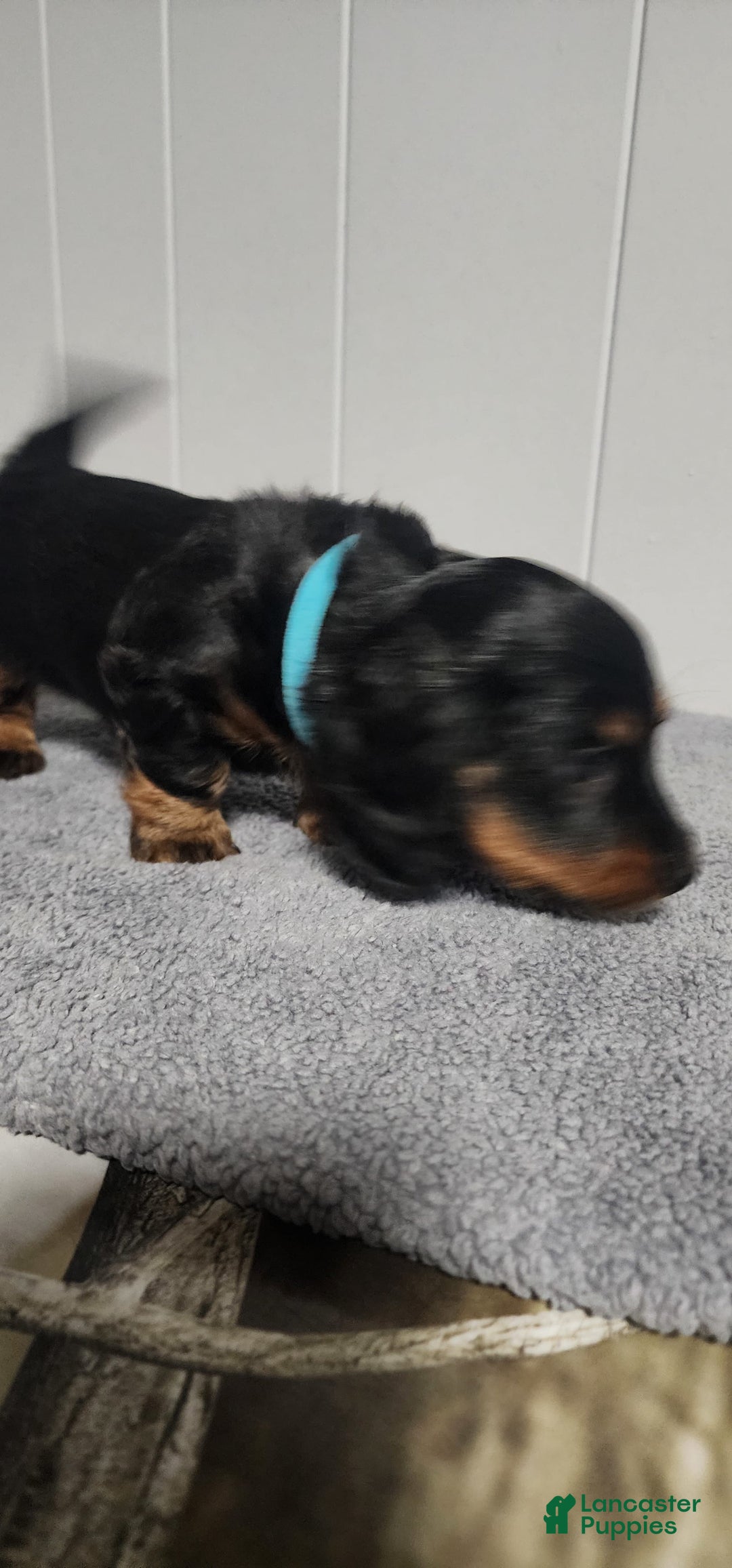 Miniature Dachshund dogs for sale: Bentley - Image 3