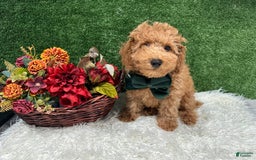 Miniature Poodle dogs for sale: Leo Corbata Verde - Image 2