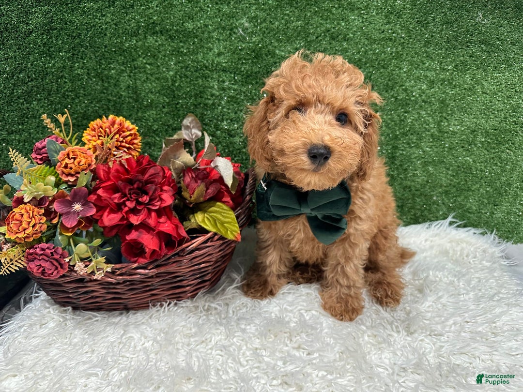 Miniature Poodle dogs for sale: Leo Corbata Verde - Image 2