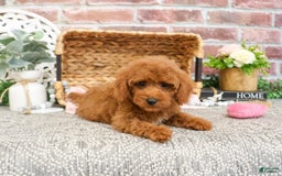 Miniature Poodle dogs for sale: Glamour - Image 6