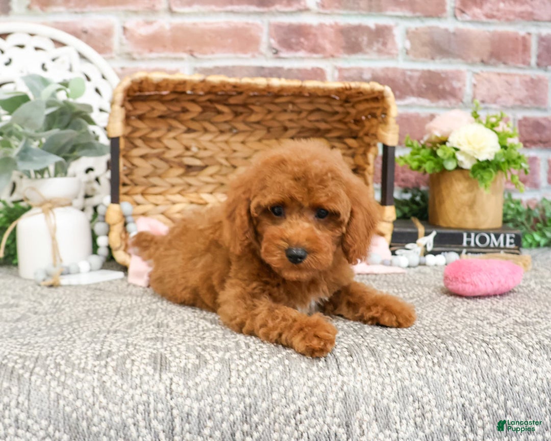 Miniature Poodle dogs for sale: Glamour - Image 6