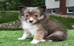 Shetland Sheepdog dogs for sale: Buddy - Image 8