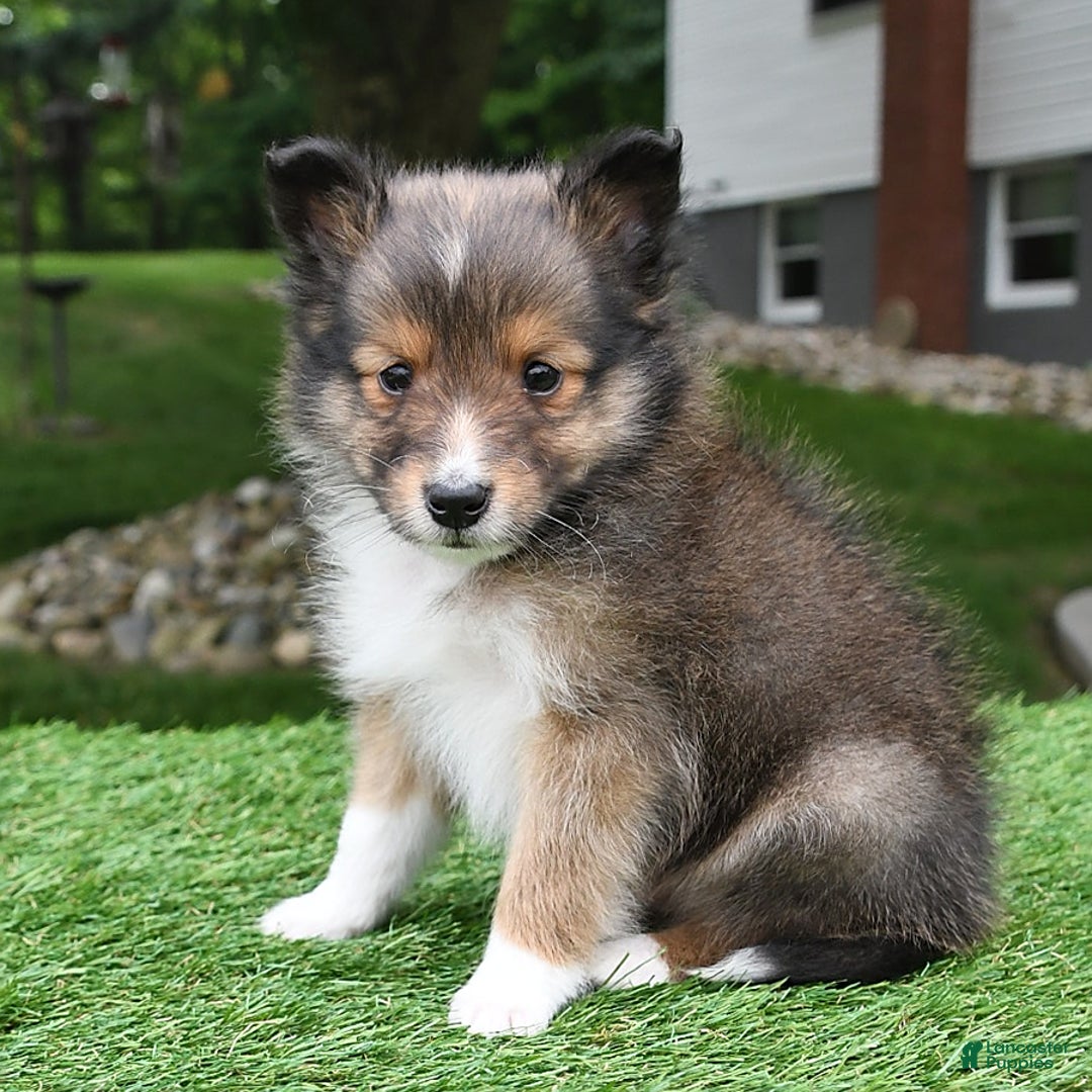 Shetland Sheepdog dogs for sale: Buddy - Image 8