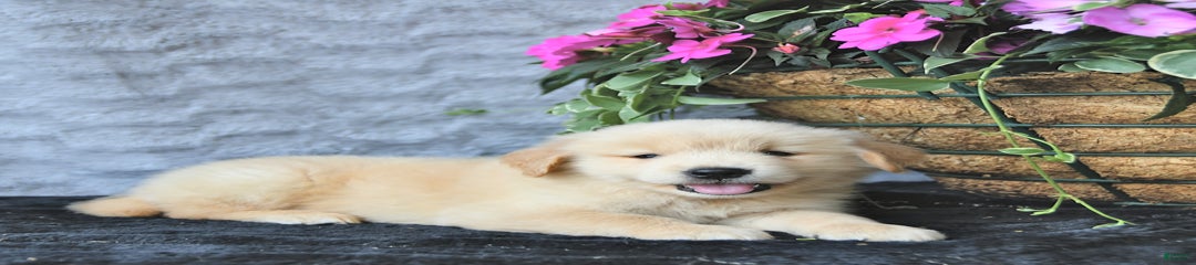 Charlie