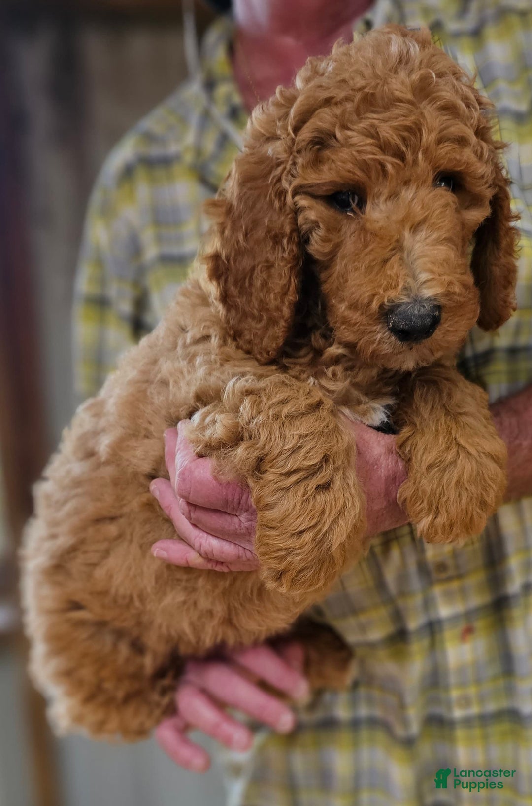 Standard Poodle dogs for sale: Standard Poodle Ma - Image 3