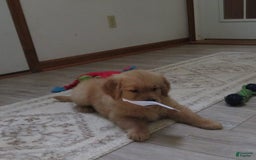 Golden Retriever dogs for sale: Twinkie - Image 31