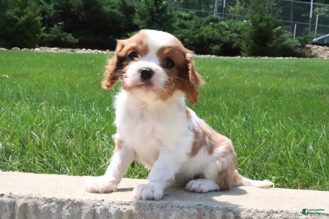 Cavalier King Charles Spaniel dogs for sale: Bella - Image 4