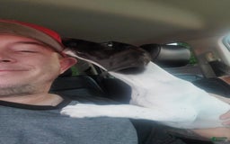 German Shorthaired Pointer dogs for sale: Girl 6 - Image 2