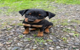 Miniature Pinscher dogs for sale: Violet - Image 2